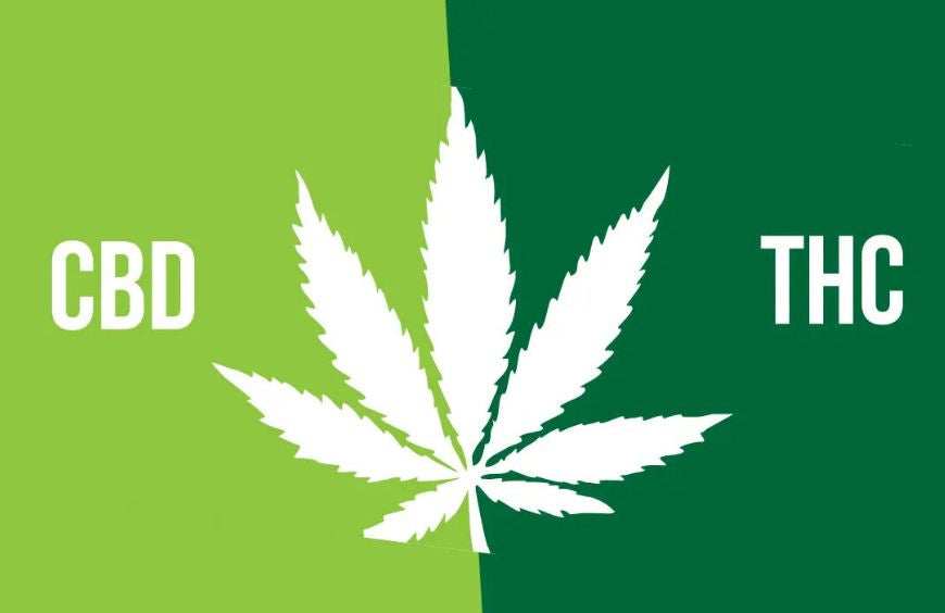 THC vs CBD